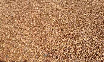 Imagem 5: Fazenda 250 ha em Itapitanga -Ba