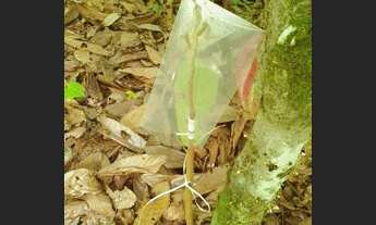 Imagem 6: Fazenda 250 ha em Itapitanga -Ba