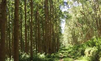Imagem 3: Sitio 67 Alqueires Ribeirão Branco próximo a Itapeva - SP