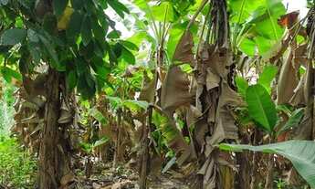 Imagem 5: Mata de São João propriedade