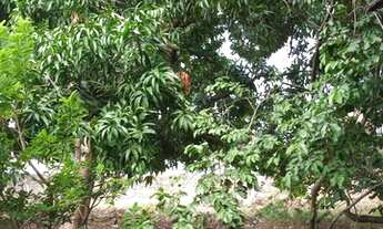 Imagem 5: Lote/Terreno para venda tem 653 metros quadrados em Vila Ellery - Fortaleza - CE