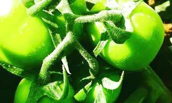 Imagem 2: Fazenda com 87 ha em João Dourado