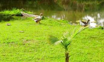 Imagem 5: Sítio/Chácara para venda com 22000 m²