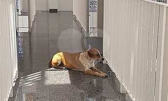 Imagem 7: Apartamento para aluguel e venda em Sumaré - São Paulo - SP