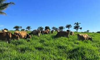 Imagem 2: Fazenda em Guaraí