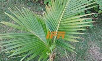 Imagem 2: Sobrado com 2 dormitórios à venda, 320 m² por R$ 770.000,00 - Vale das Flores - Tremembé/S