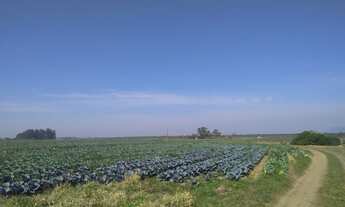 Imagem 3: Fazenda de 85 hectares a 35 mil o hectare