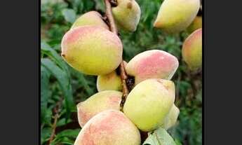 Imagem 7: SÍTIO NA MONTANHA COM RIO  LAZER/MORADIA/GADO - SILVEIRAS  SP