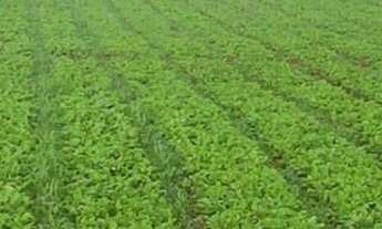 Imagem: Fazenda com 87 ha em João Dourado