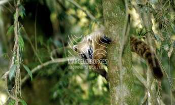 Imagem 5: LOTE TOTALMENTE PLANO COM 579M2 NO MELHOR DO GENESIS 1 - ALPHAVILLE/SP