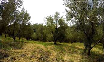 Imagem 6: FAZENDA PORTEIRA FECHADA, PRODUZINDO AZEITE/OVOS CAIPIRAS DELFIM MOREIRA - MG