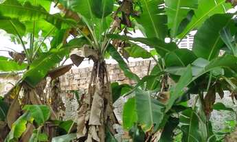 Imagem 3: Mata de São João propriedade