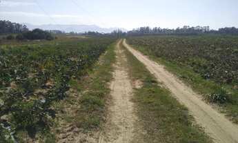 Imagem 4: Fazenda de 85 hectares a 35 mil o hectare