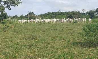 Imagem: FAZENDA Á VENDA EM BARROLÂNDIA - TO
