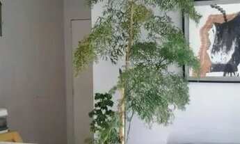 Imagem: Apto 2 quartos Nova Suiça