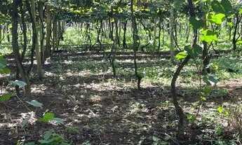 Imagem 3: Chácara 5.8 ha; Parreiral; porteira fechada