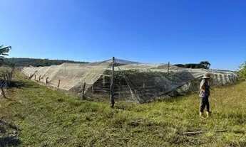 Imagem 4: Chácara 5.8 ha; Parreiral; porteira fechada