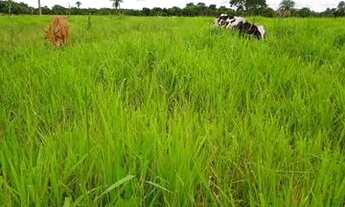 Imagem 6: Fazenda à beira do Rio Javaés