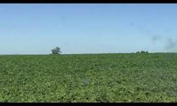 Imagem 3: Excelente fazenda com 4 pivôs