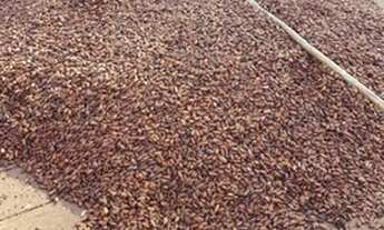 Imagem 4: Fazenda 250 ha em Itapitanga -Ba