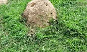 Imagem 7: Fazenda à venda, 4 quartos, Zona Rural - Cocalinho/MT