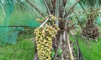 Imagem 6: Sitio Paraíso bairro congonhas