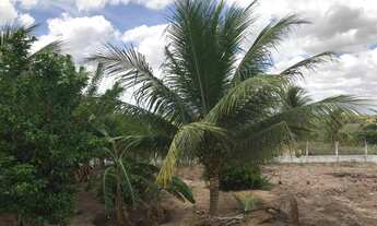 Imagem 4: Sítio na cidade de Sobrado, Distrito de Lagoa do Padre