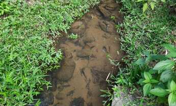 Imagem 6: Área de Sítio Em Santo Amara Da Imperatriz Com Riacho Dentro do Terreno