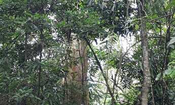 Imagem 2: Chácara em Rolante com riacho