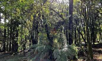 Imagem 4: Terreno no Residencial Pinheiro Grosso em Canela!