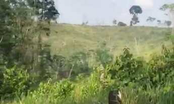 Imagem 2: FAZENDA Á VENDA M PACAJÁ - PA - 2.758,8 HECTARES (DUPLA APTIDÃO