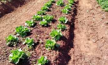 Imagem 7: Chácara em Centro - Terezópolis de Goiás