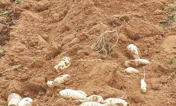 Imagem 2: Propriedade Rural a venda em Tucano-BA