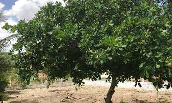 Imagem 6: Sítio na cidade de Sobrado, Distrito de Lagoa do Padre
