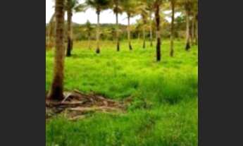 Imagem 7: Fazenda em Itaporanga D'Ajuda