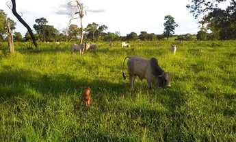 Imagem 5: C) Vendo Propriedade em SAJ - Ba