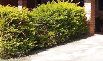 Imagem 2: CHÁCARA ÁREA RURAL SALTINHO