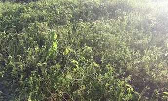 Imagem: Terreno 300 m2 em Picos próximo a UESPI