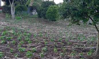 Imagem 5: Lote 92B/com casa - Borda do Campo/ São José dos Pinhais