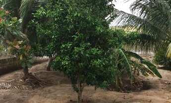 Imagem 3: Sítio na cidade de Sobrado, Distrito de Lagoa do Padre