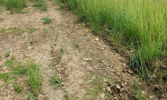 Imagem 4: Oferta 4 hectares R$ 60.000 ou 8 hectares por 120.000