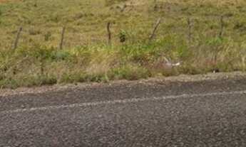 Imagem 4: Fazenda em Itaporanga D'Ajuda