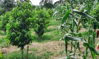 Imagem 16: Fazenda para Venda - FAZENDA, FLORESTAL - 110000m², 3 vagas