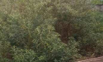 Imagem 7: Vendo-Ótimo terreno (Com Escritura) medindo 300 m² próximo ao Colégio Asas de Papel