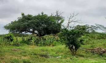 Imagem 2: Vende-se uma tarefa e meia de terras