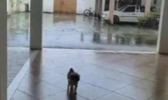 Imagem 3: Alugo Casa Triplex com 360 metros quadrados com 3 quartos,1 suíte,Pedra de Guaratiba