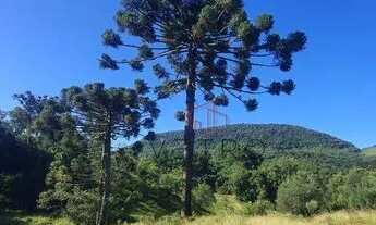 Imagem 3: Sítio na Linha Araripe em Nova Petrópolis!