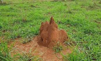 Imagem 3: FAZENDA À VENDA EM DOIS IRMÃOS DO BURITI - MS - 375 HECTARES