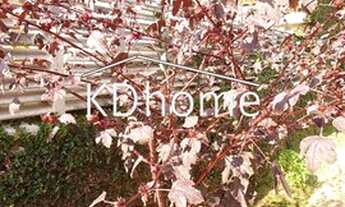 Imagem 6: Linda casa no Alto da Boa Vista