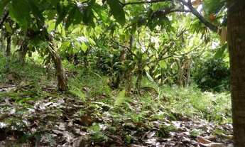 Imagem 5: Fazenda entre Gandu e Wenceslau Guimarães-BR 101